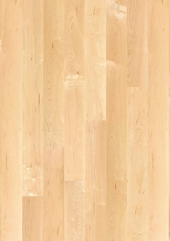 Ahorn kanadisch Andante